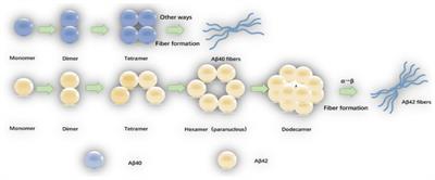 Based on molecular structures: Amyloid-β generation, clearance, toxicity and therapeutic strategies